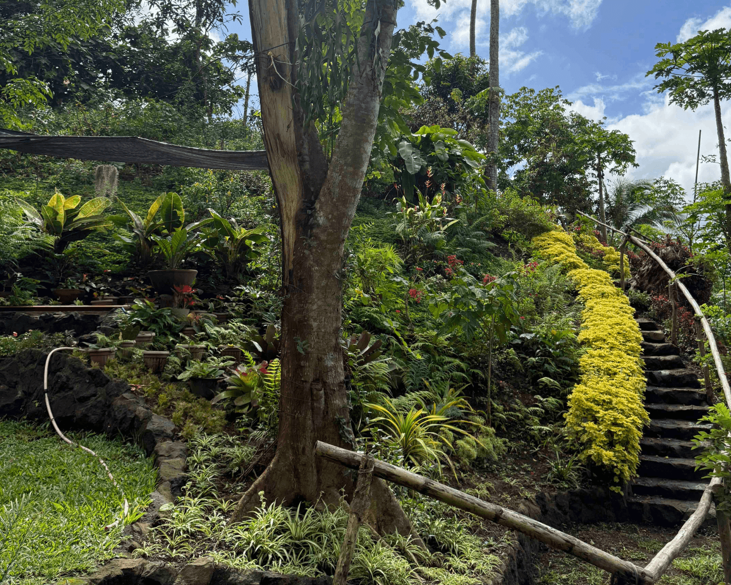 Dakong Marikit Farm scene
